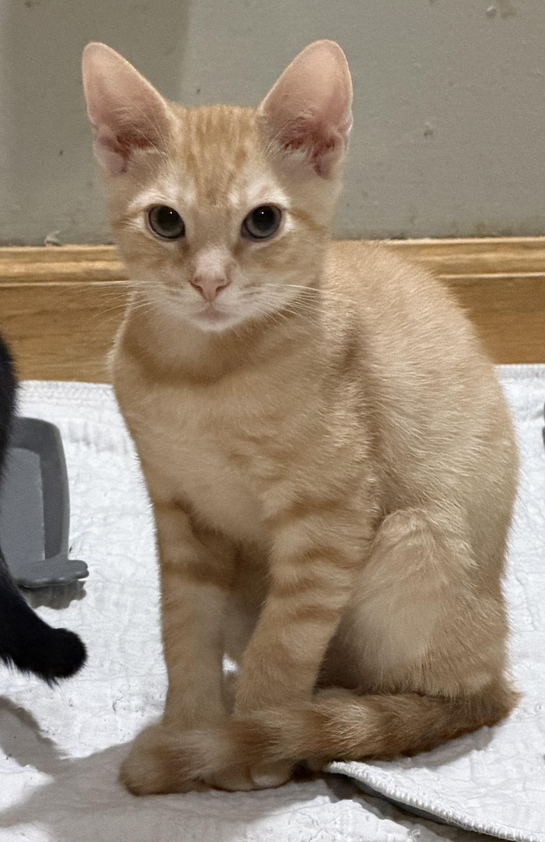 Enlarge Rocket, a Adopted Domestic Short Hair in East Hanover, NJ image 1/3