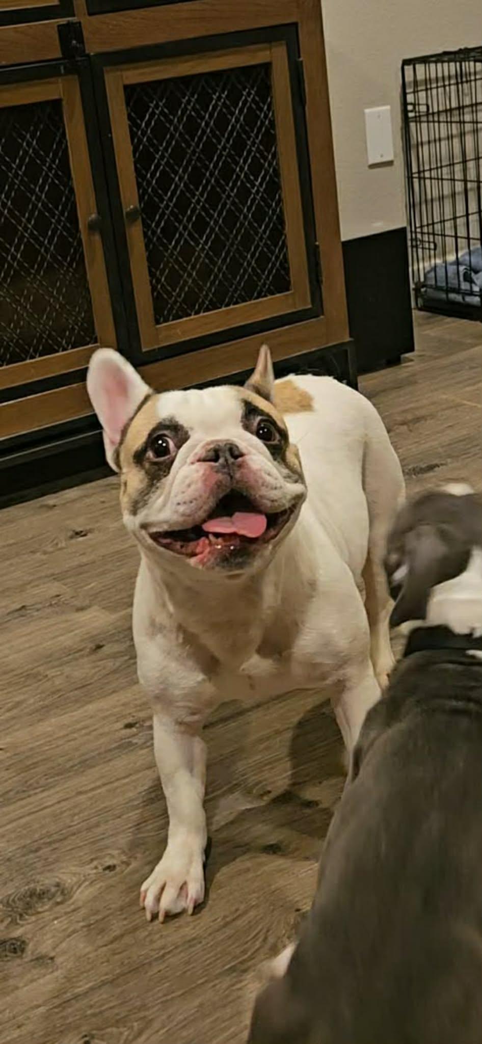 Enlarge Ruby, a ADOPTABLE French Bulldog in Portland, OR image 4/6