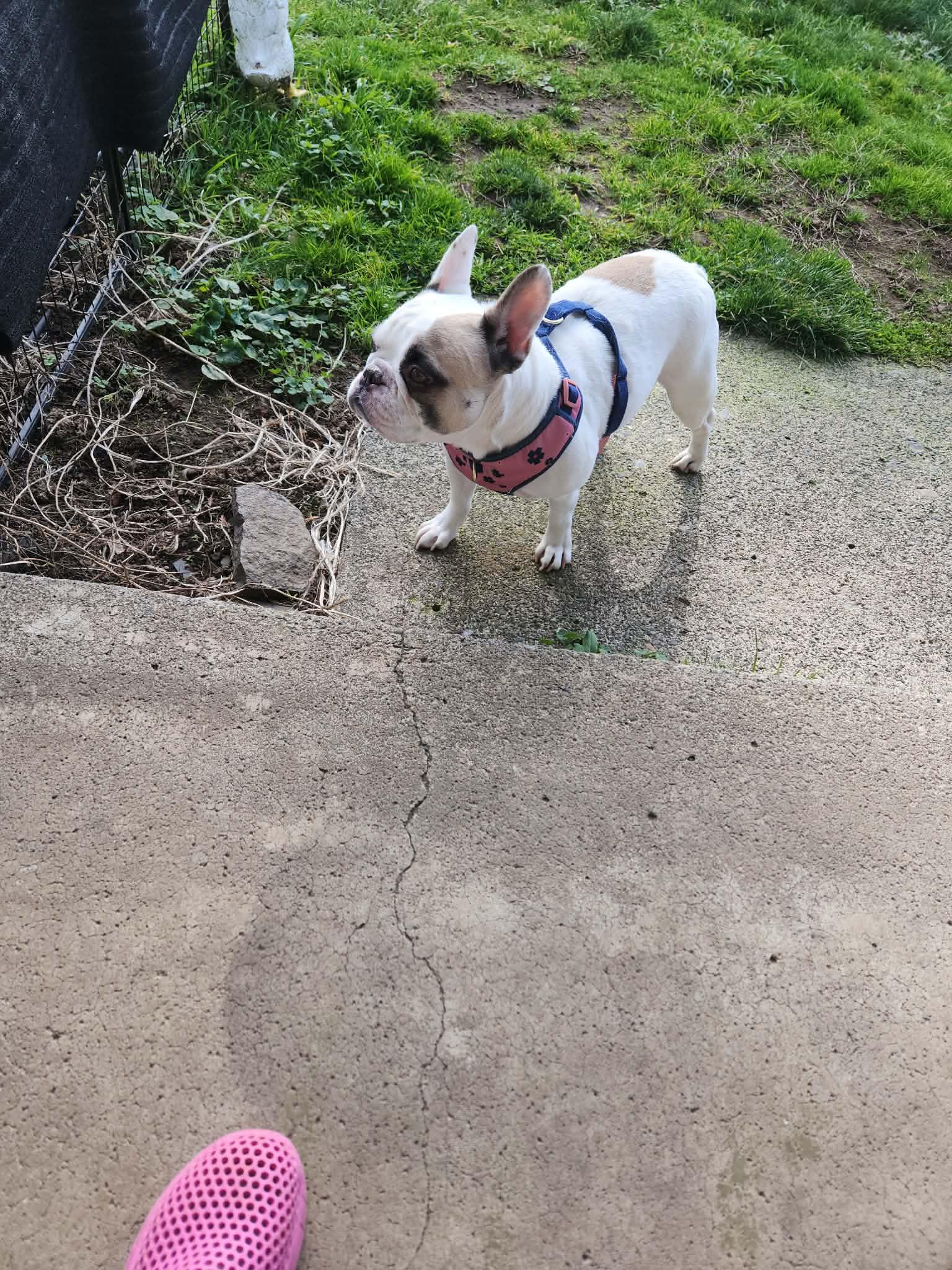 Enlarge Ruby, a ADOPTABLE French Bulldog in Portland, OR image 5/6