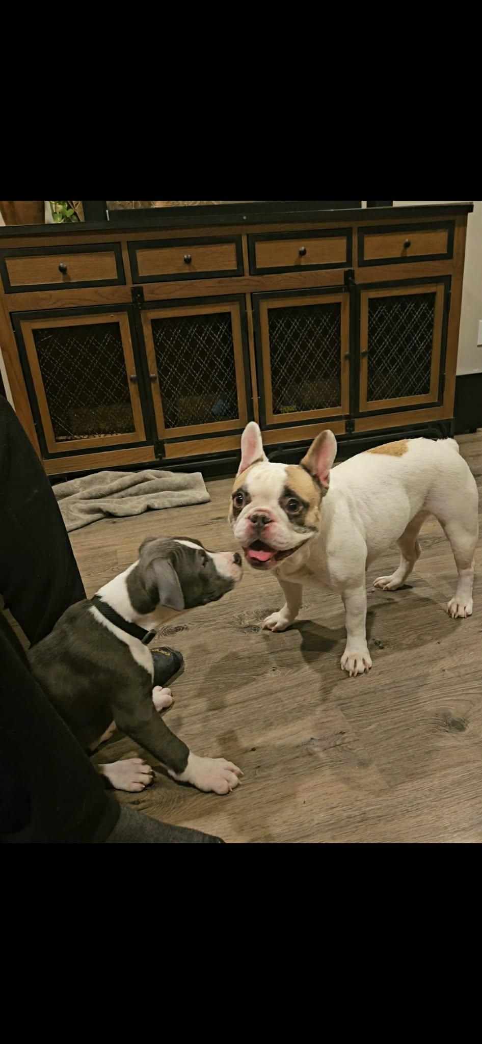 Enlarge Ruby, a ADOPTABLE French Bulldog in Portland, OR image 6/6