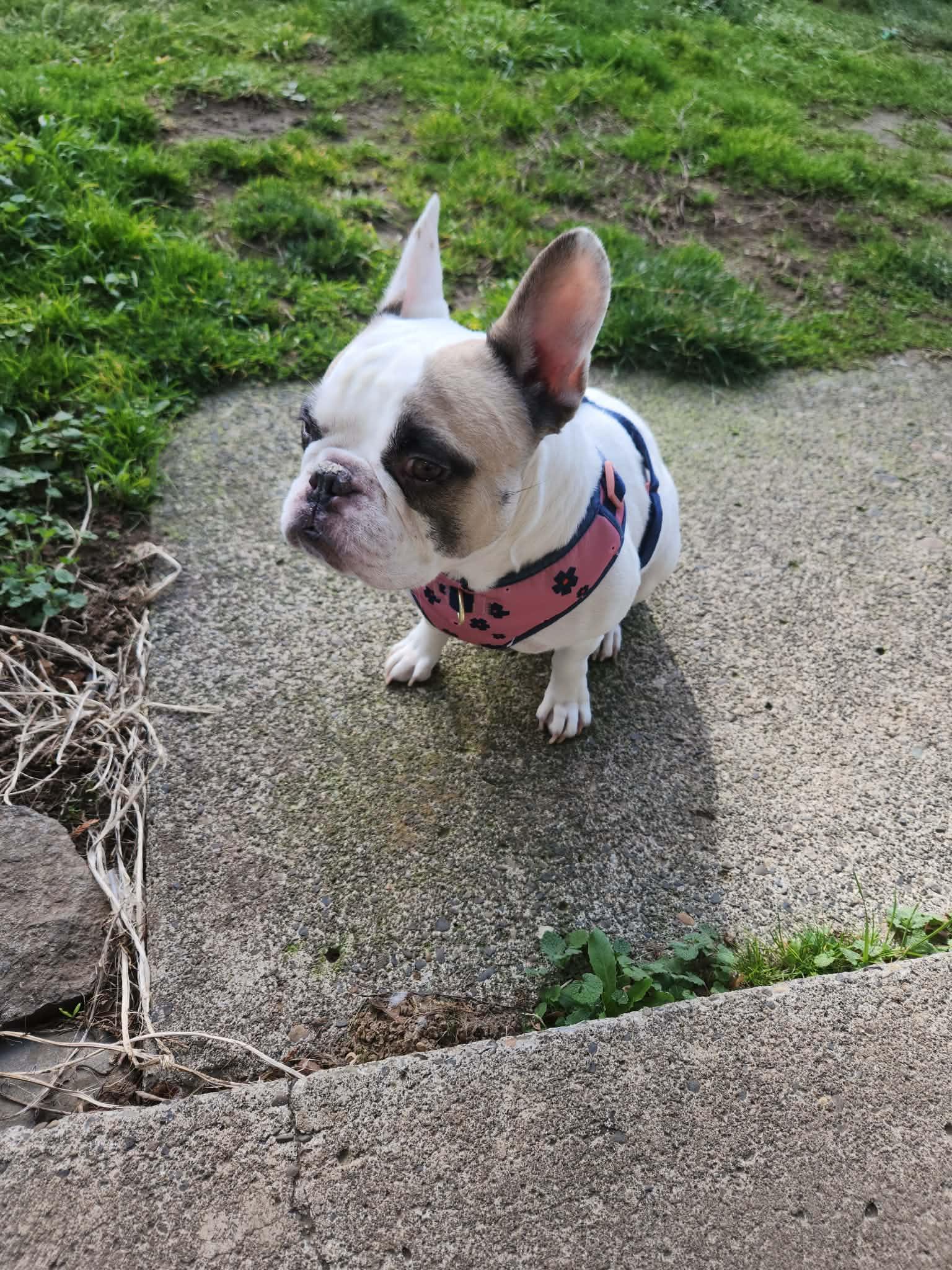 Enlarge Ruby, a ADOPTABLE French Bulldog in Portland, OR image 3/6