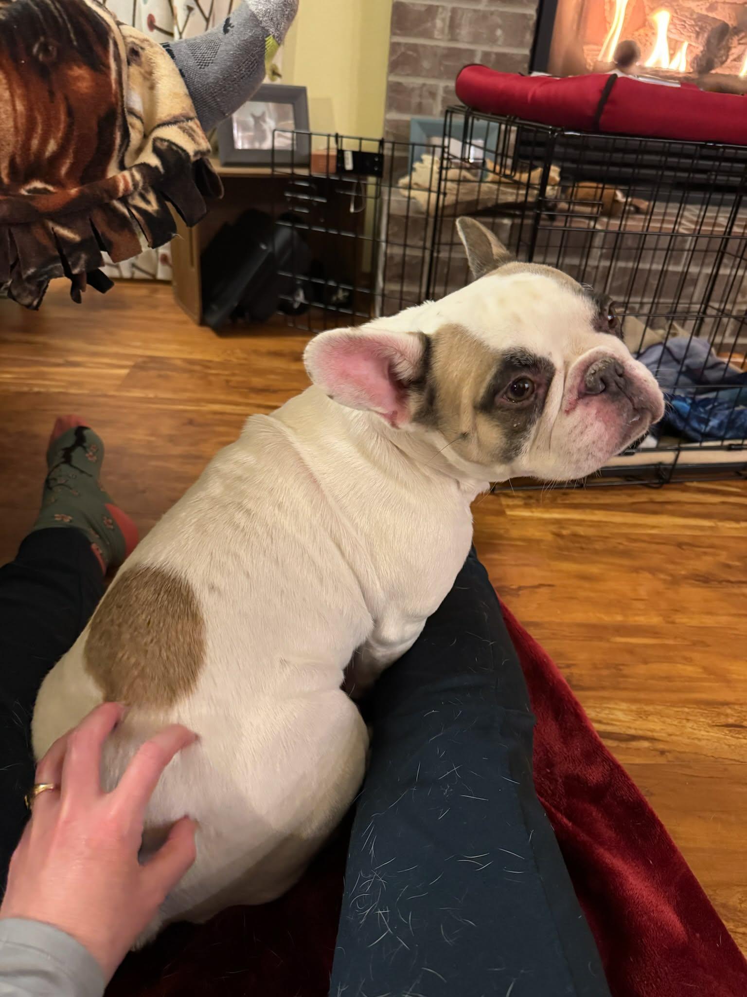 Ruby, ADOPTABLE, Adult Female French Bulldog.