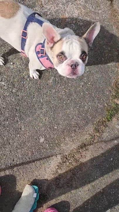 Enlarge Ruby, a ADOPTABLE French Bulldog in Portland, OR video 2/6