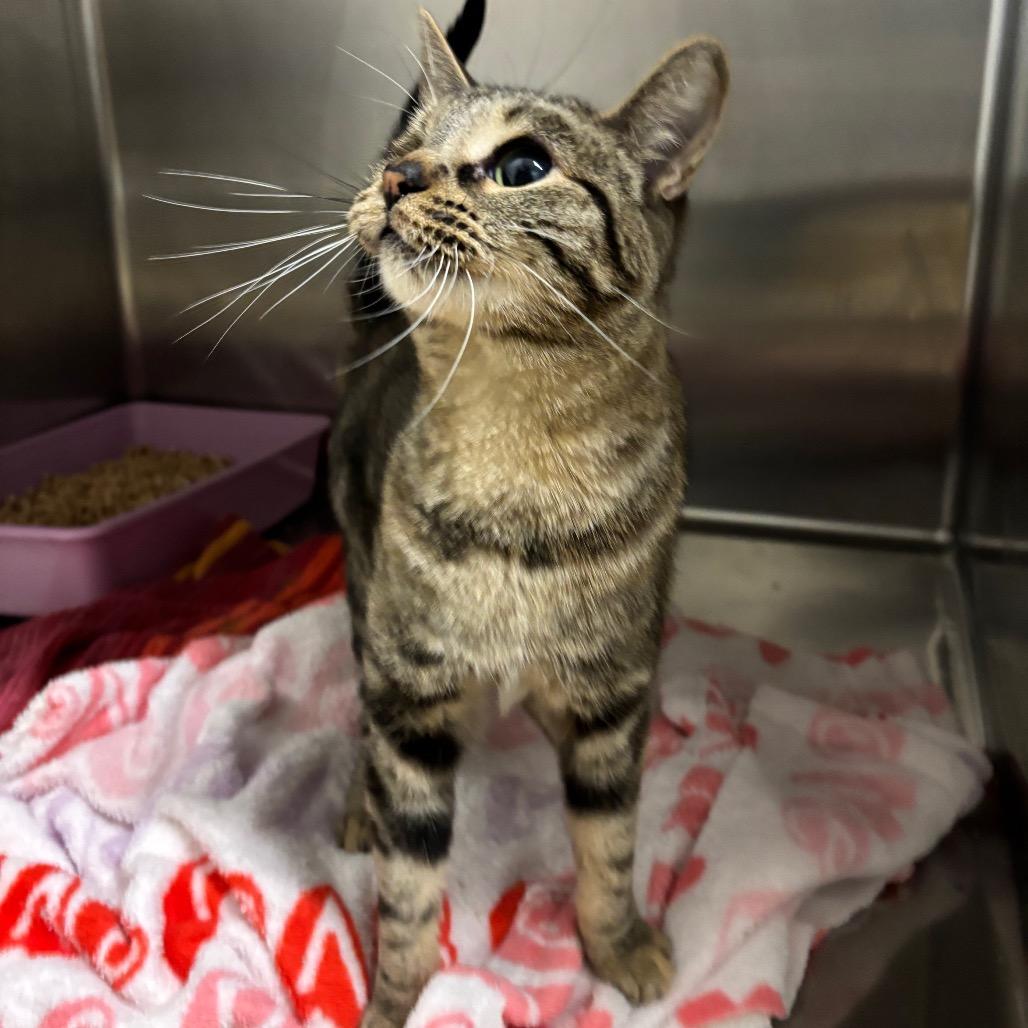 Winky, Adoptable, Young Female Domestic Short Hair.