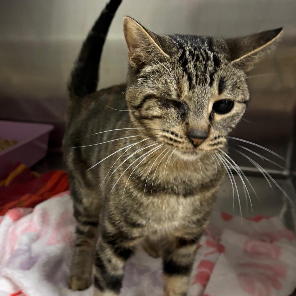 Winky, a Adoptable Domestic Short Hair in Morgan Hill, CA image 2/3