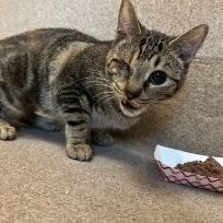 Winky, a Adoptable Domestic Short Hair in Morgan Hill, CA image 3/3