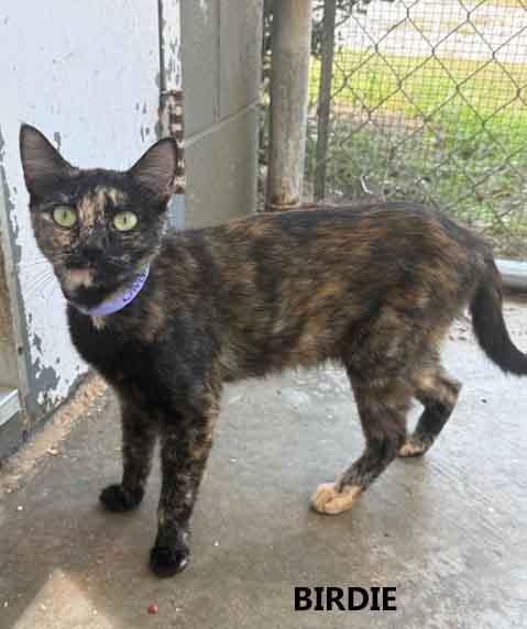 Enlarge Birdie, a Adopted Domestic Short Hair in Washington, GA image 1/1