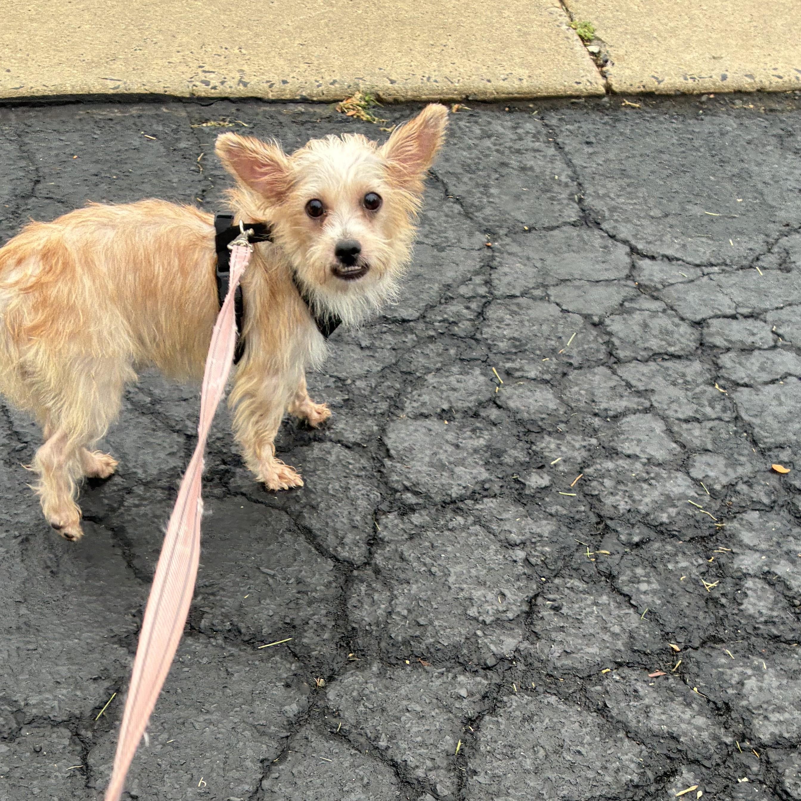 Easton, an adopted mixed breed in Abington, PA image 2/2