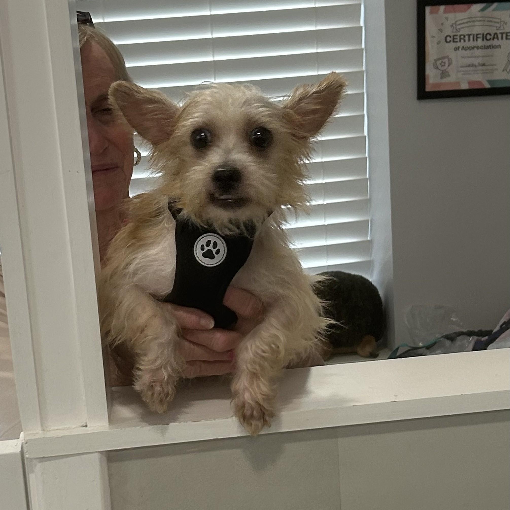 Easton, adopted, Young Female Yorkshire Terrier.