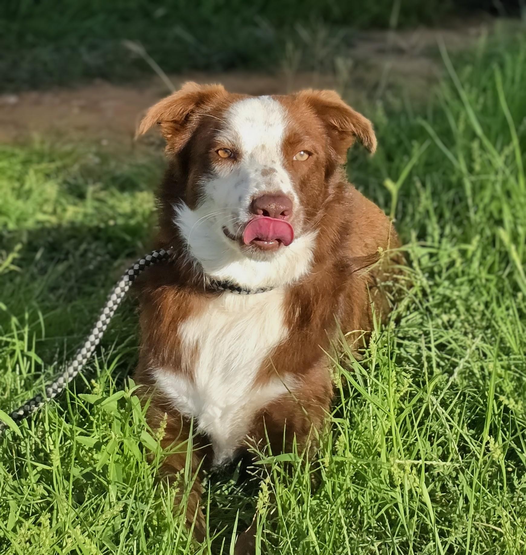Border Collies for Adoption in Chesterbrook, Pennsylvania | Petfinder