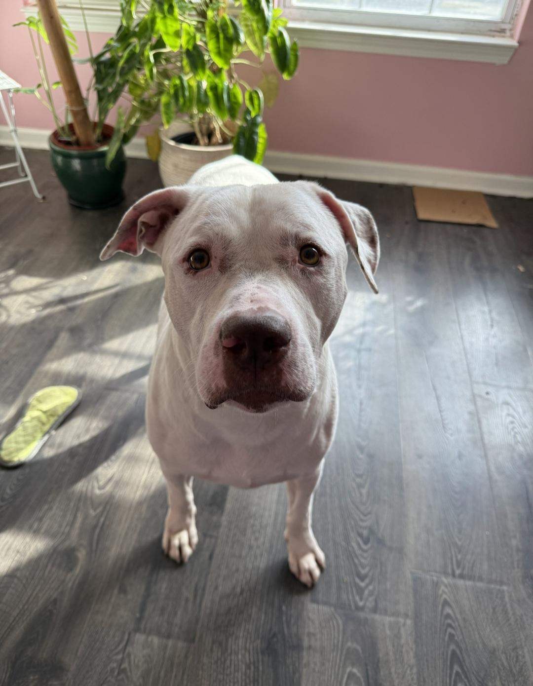 Kratos , ADOPTABLE, Adult Male Pit Bull Terrier.