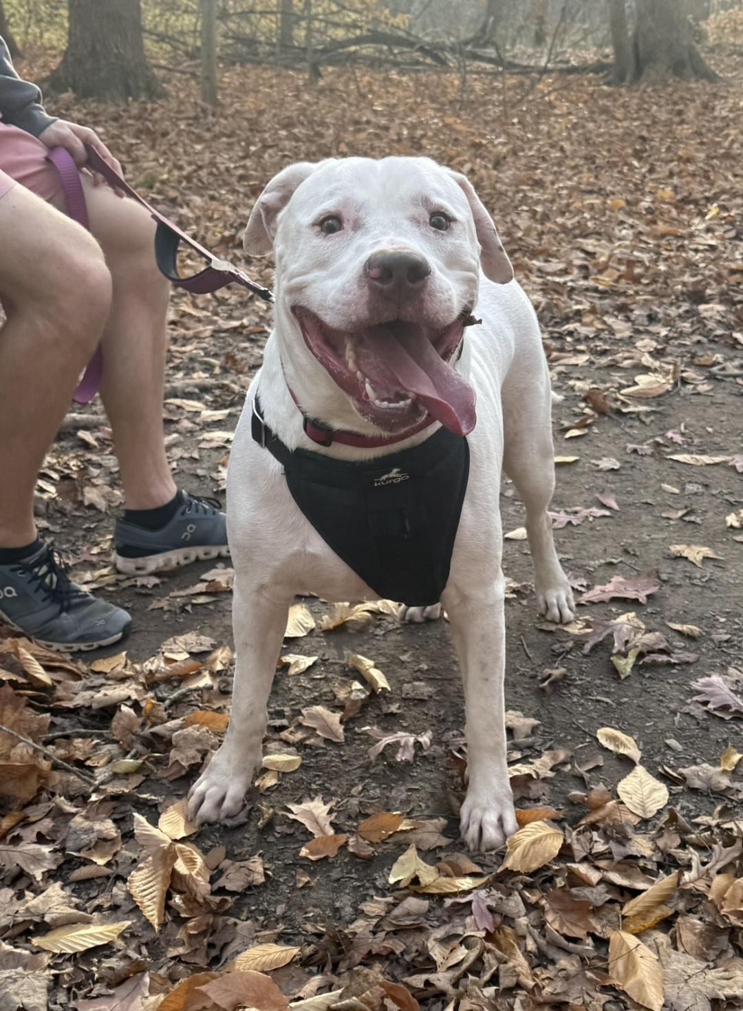 Enlarge Kratos , a ADOPTABLE Pit Bull Terrier in Camden, OH image 2/2
