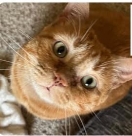 Honey, Adoptable, Adult Female Domestic Short Hair & Domestic Short Hair.