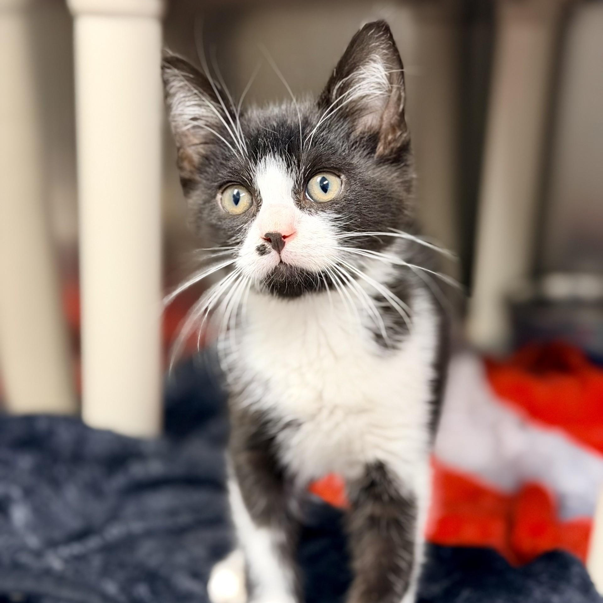 Enlarge Hashbrown, a ADOPTABLE Domestic Medium Hair in Manahawkin, NJ image 2/2