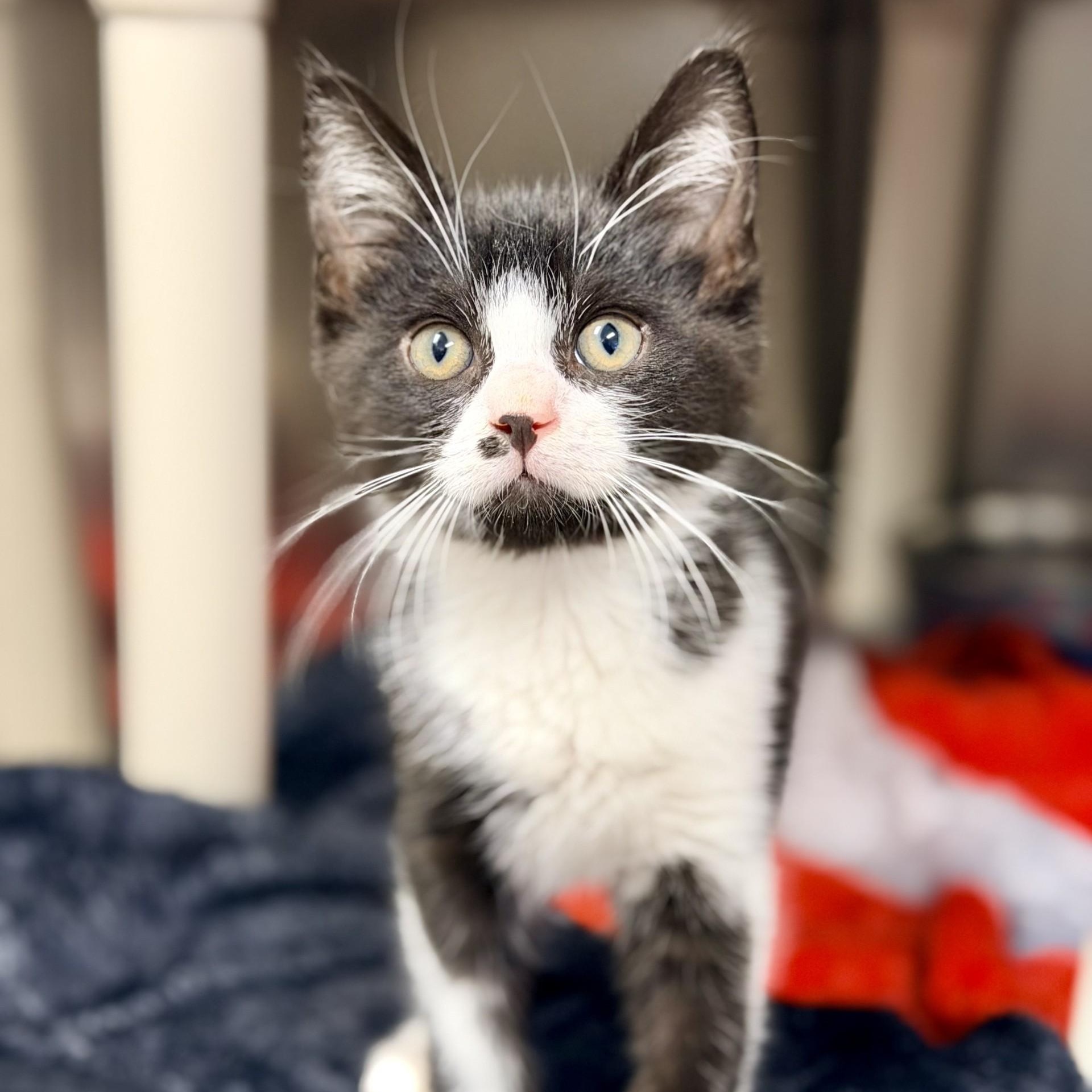 Enlarge Hashbrown, a ADOPTABLE Domestic Medium Hair in Manahawkin, NJ image 1/2
