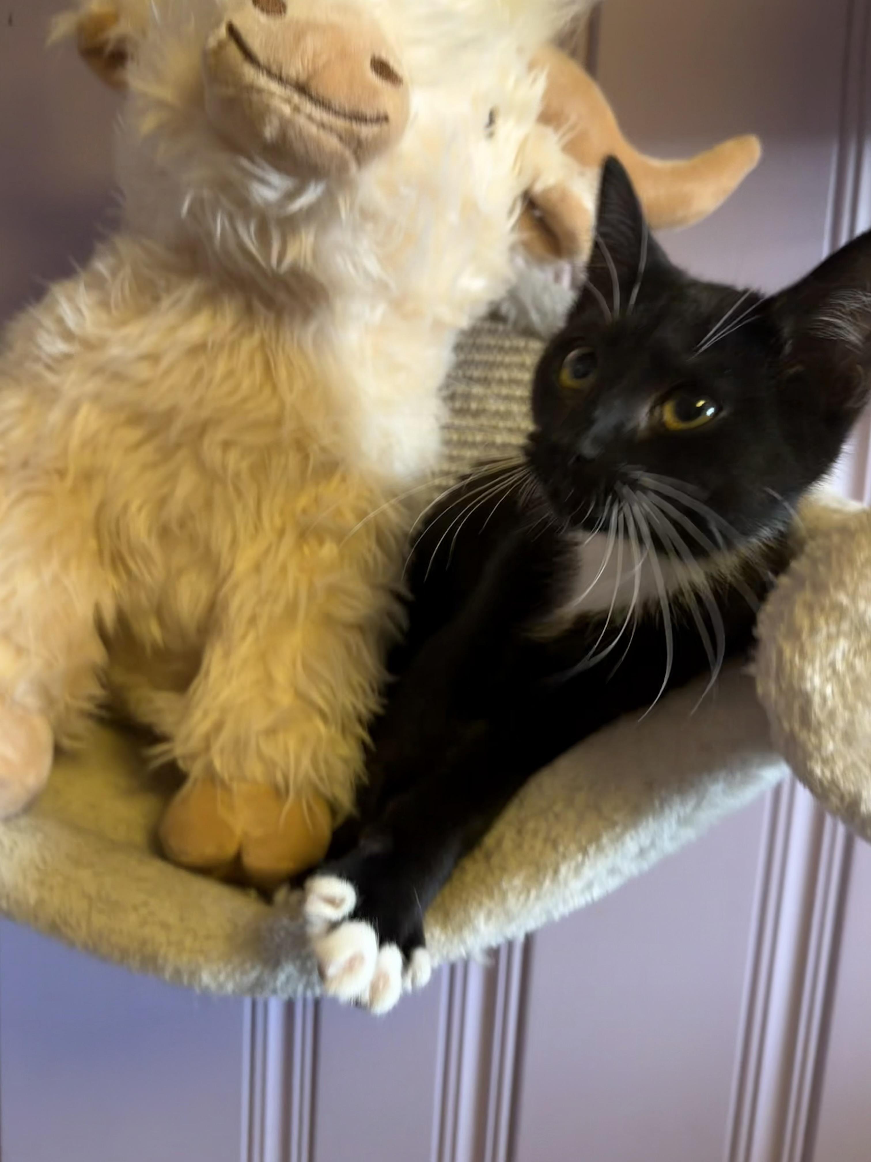 Enlarge Lightening, a ADOPTABLE Domestic Short Hair in West Pittston, PA image 2/3