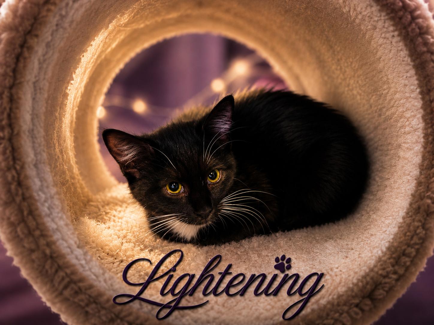 Lightening, ADOPTABLE, Kitten Male Domestic Short Hair.
