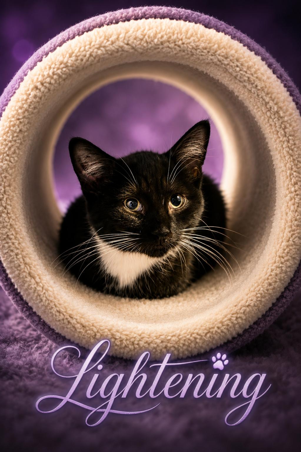 Enlarge Lightening, a ADOPTABLE Domestic Short Hair in West Pittston, PA image 3/3