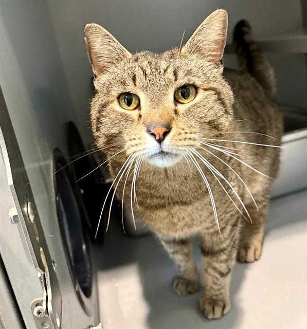 SAMMY, Adoptable, Adult Male Domestic Short Hair.