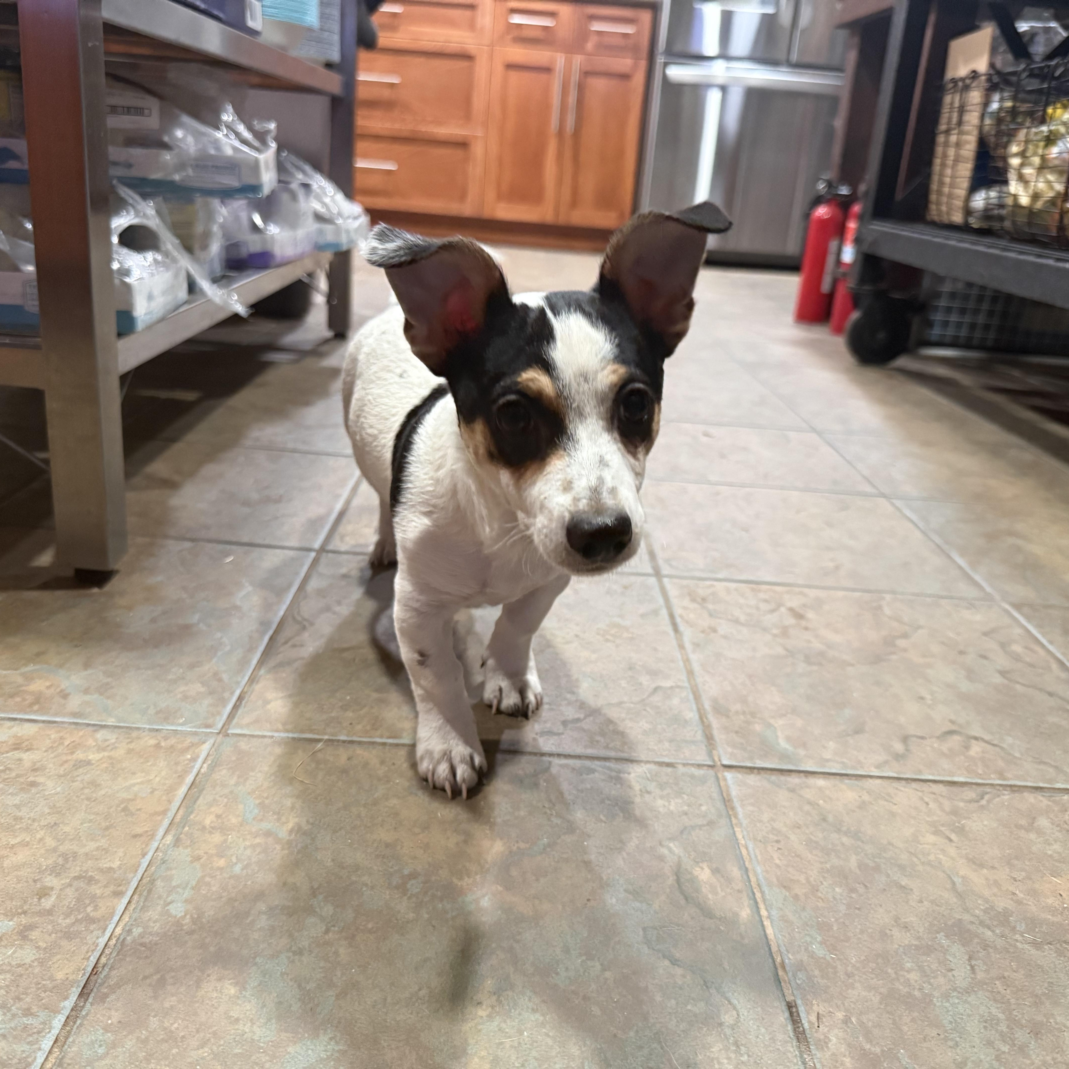 Enlarge Mickey, a ADOPTABLE mixed breed in citrus heights, CA image 1/4