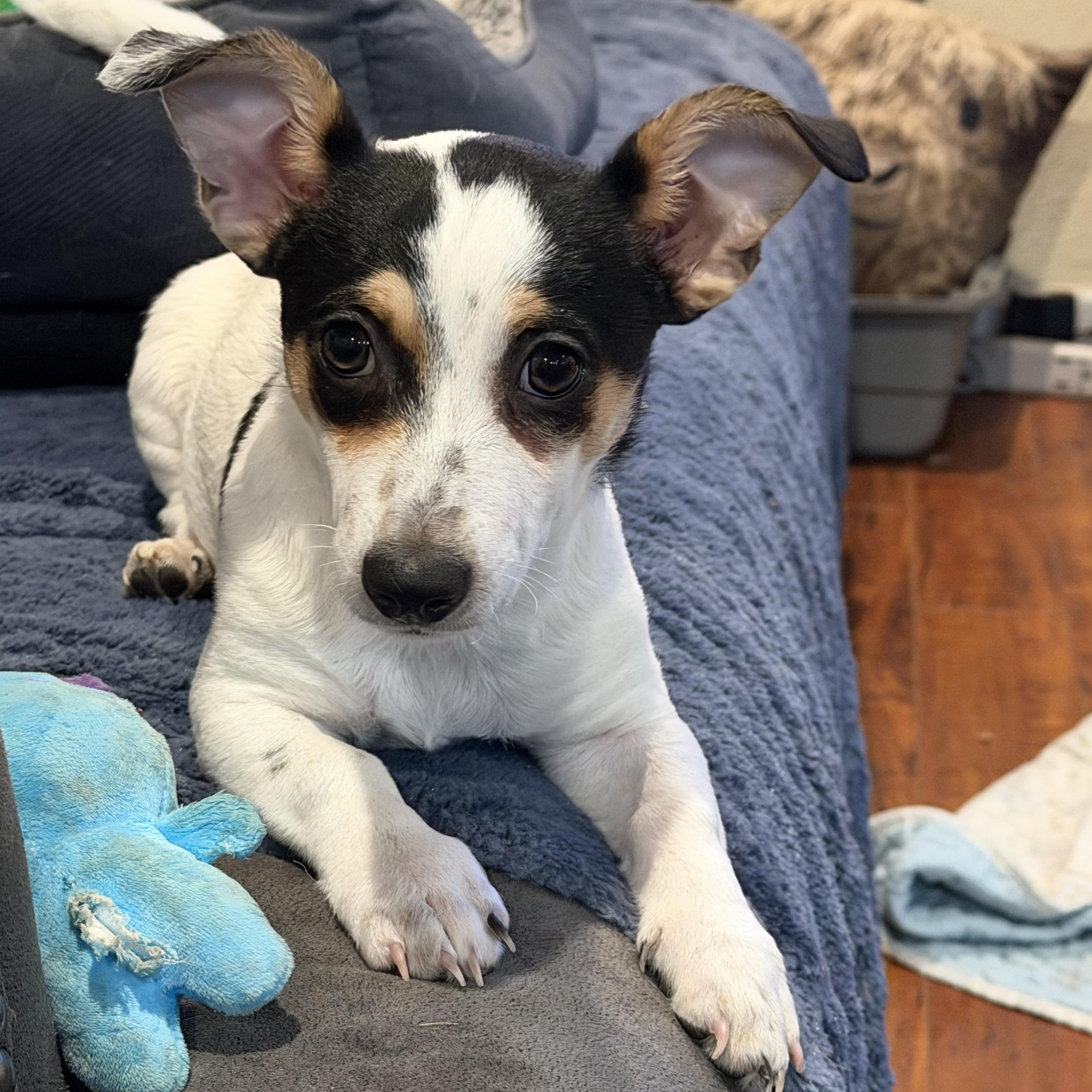 Enlarge Mickey, a ADOPTABLE mixed breed in citrus heights, CA image 4/4
