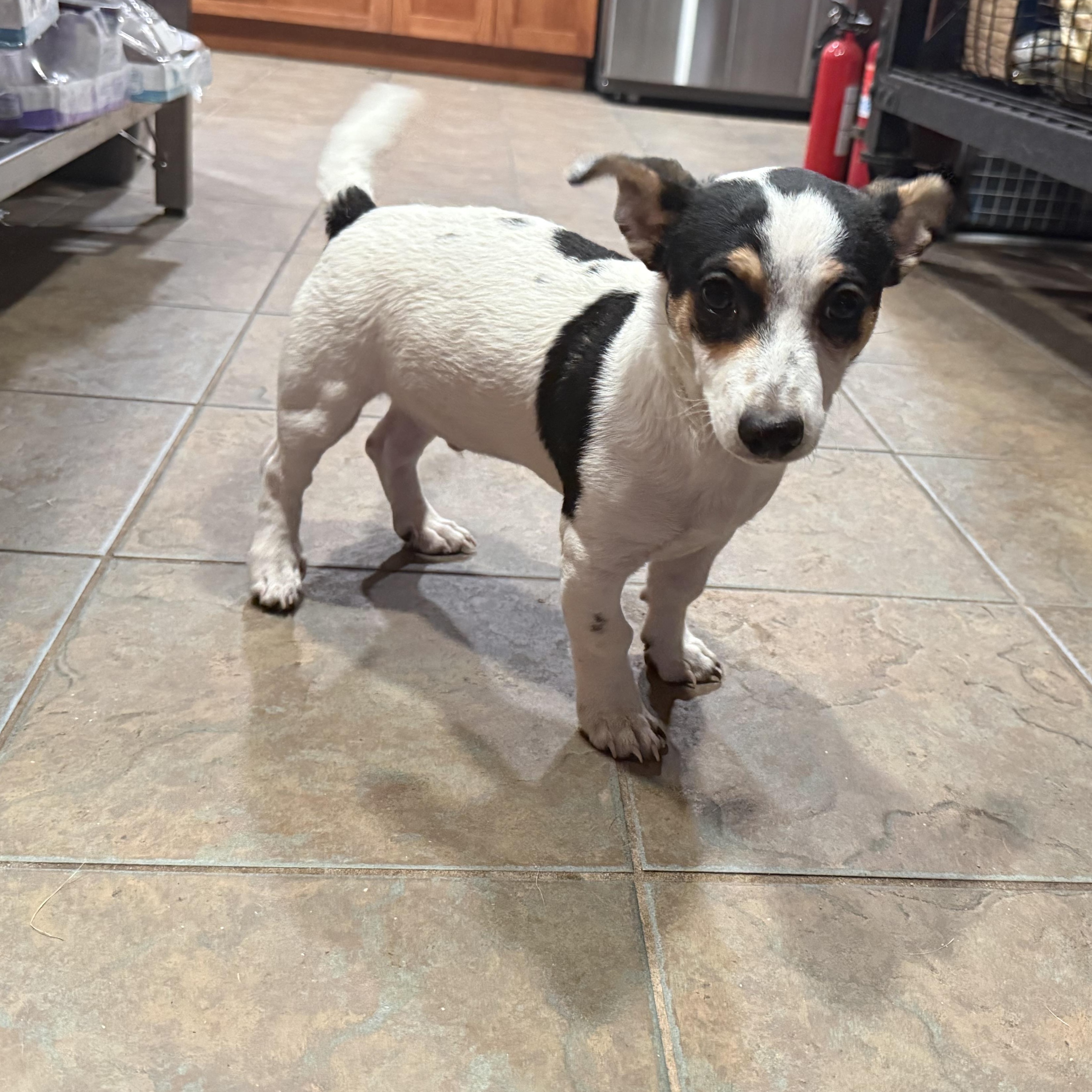 Enlarge Mickey, a ADOPTABLE mixed breed in citrus heights, CA image 3/4