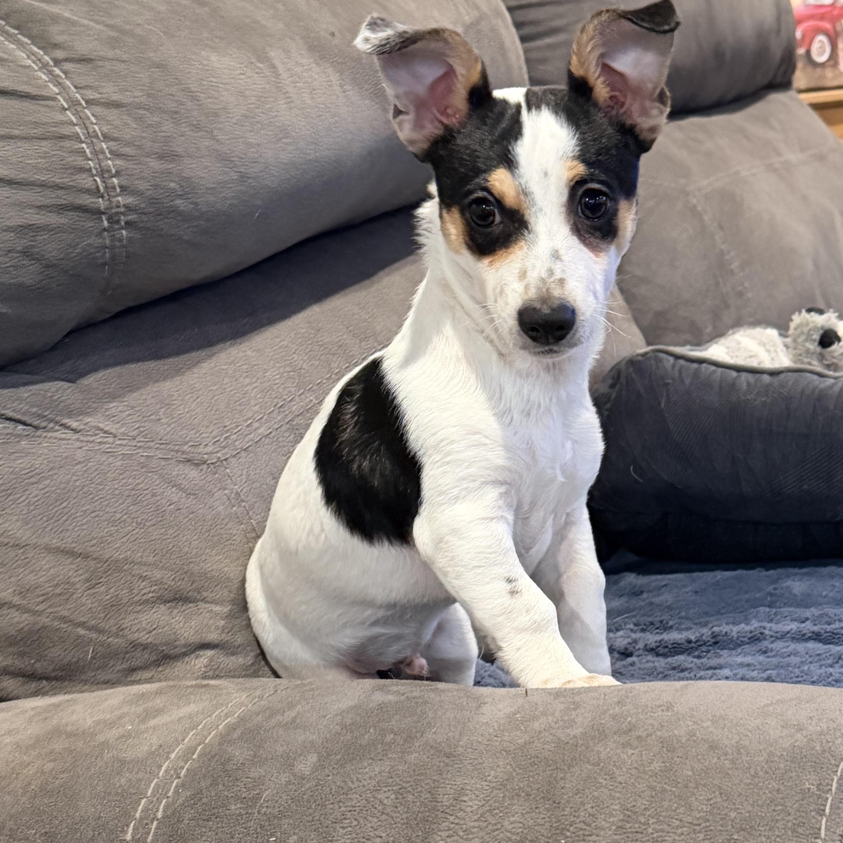 Enlarge Mickey, a ADOPTABLE mixed breed in citrus heights, CA image 2/4