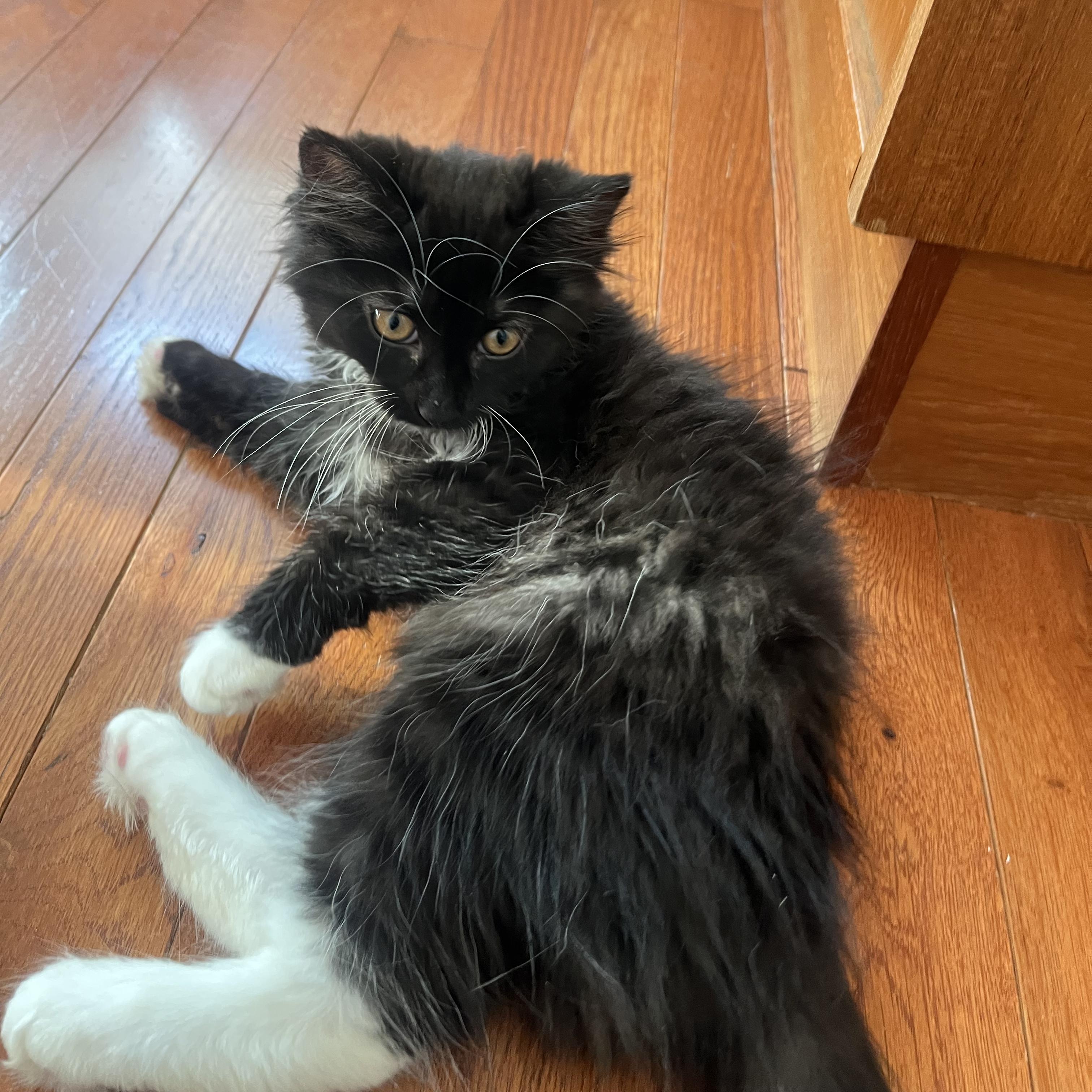 Enlarge JIVE, a Adoptable Domestic Long Hair in East Greenwich, RI image 1/3