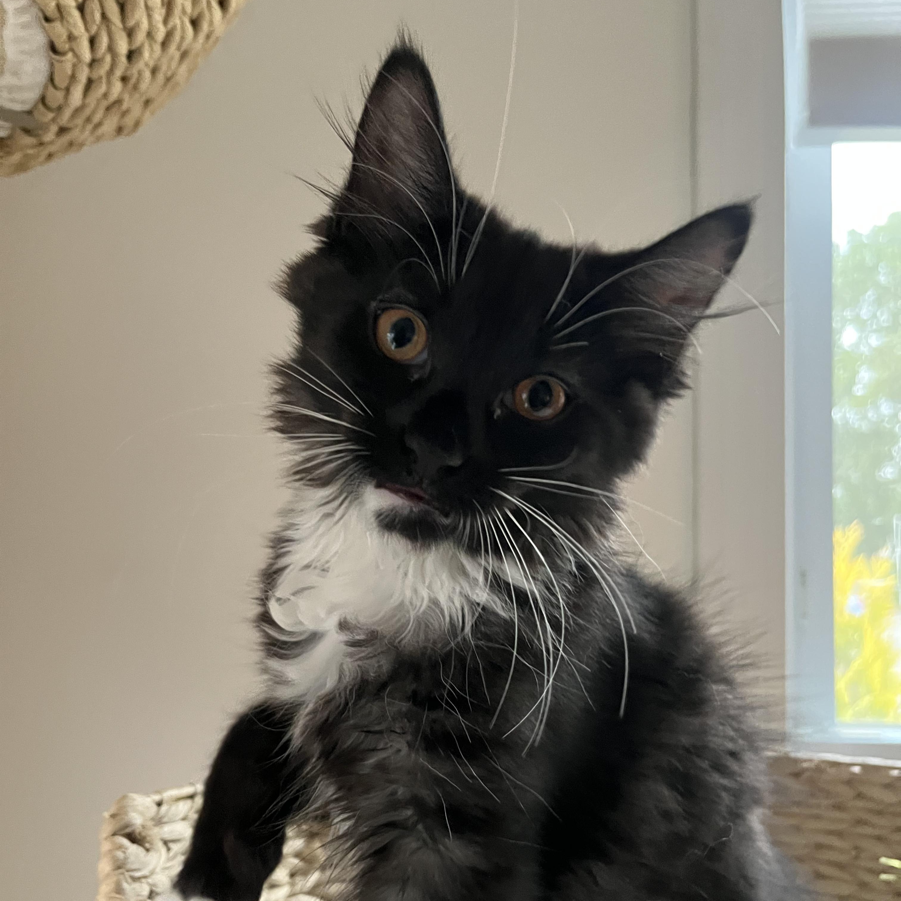 Enlarge JIVE, a Adoptable Domestic Long Hair in East Greenwich, RI image 3/3