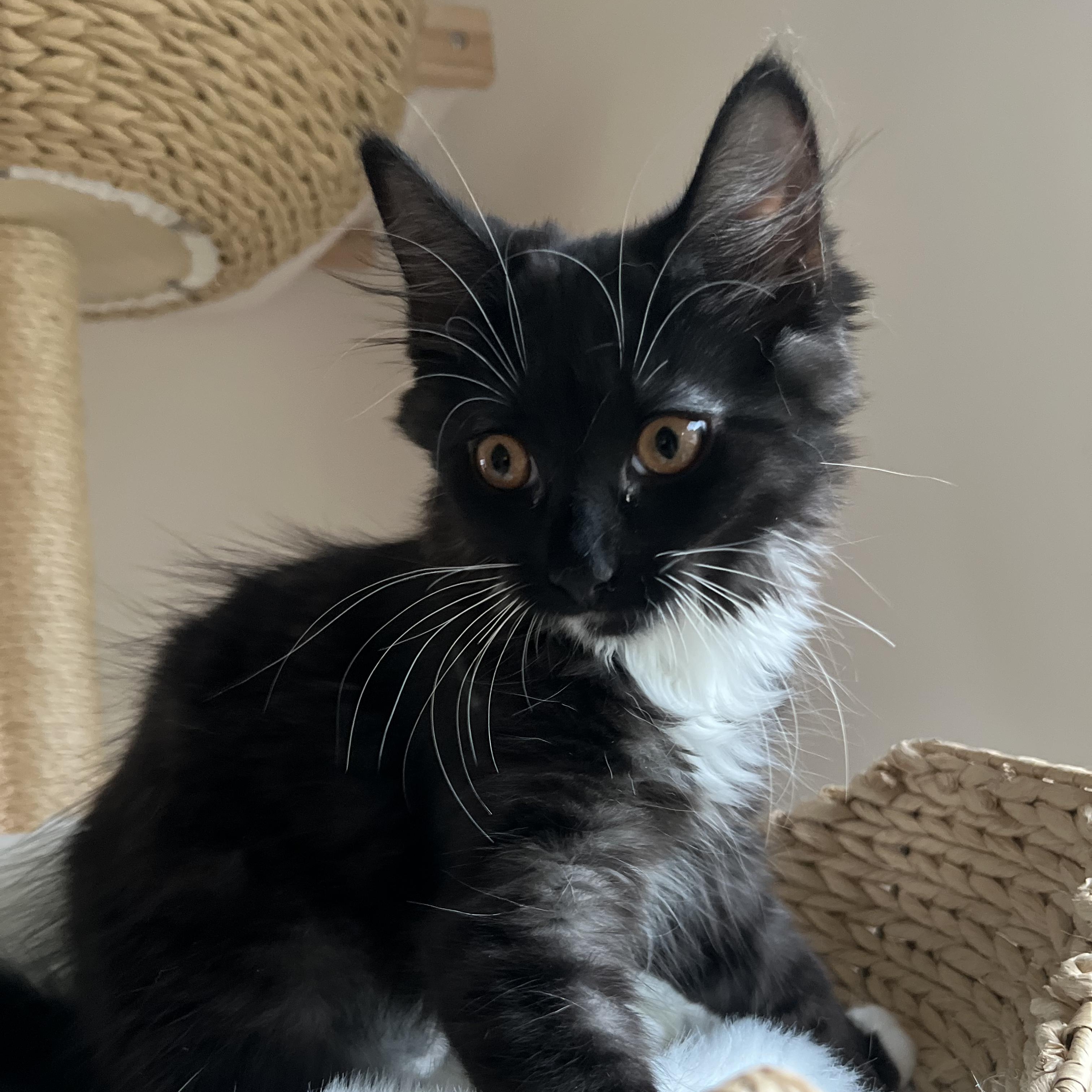 Enlarge JIVE, a Adoptable Domestic Long Hair in East Greenwich, RI image 2/3