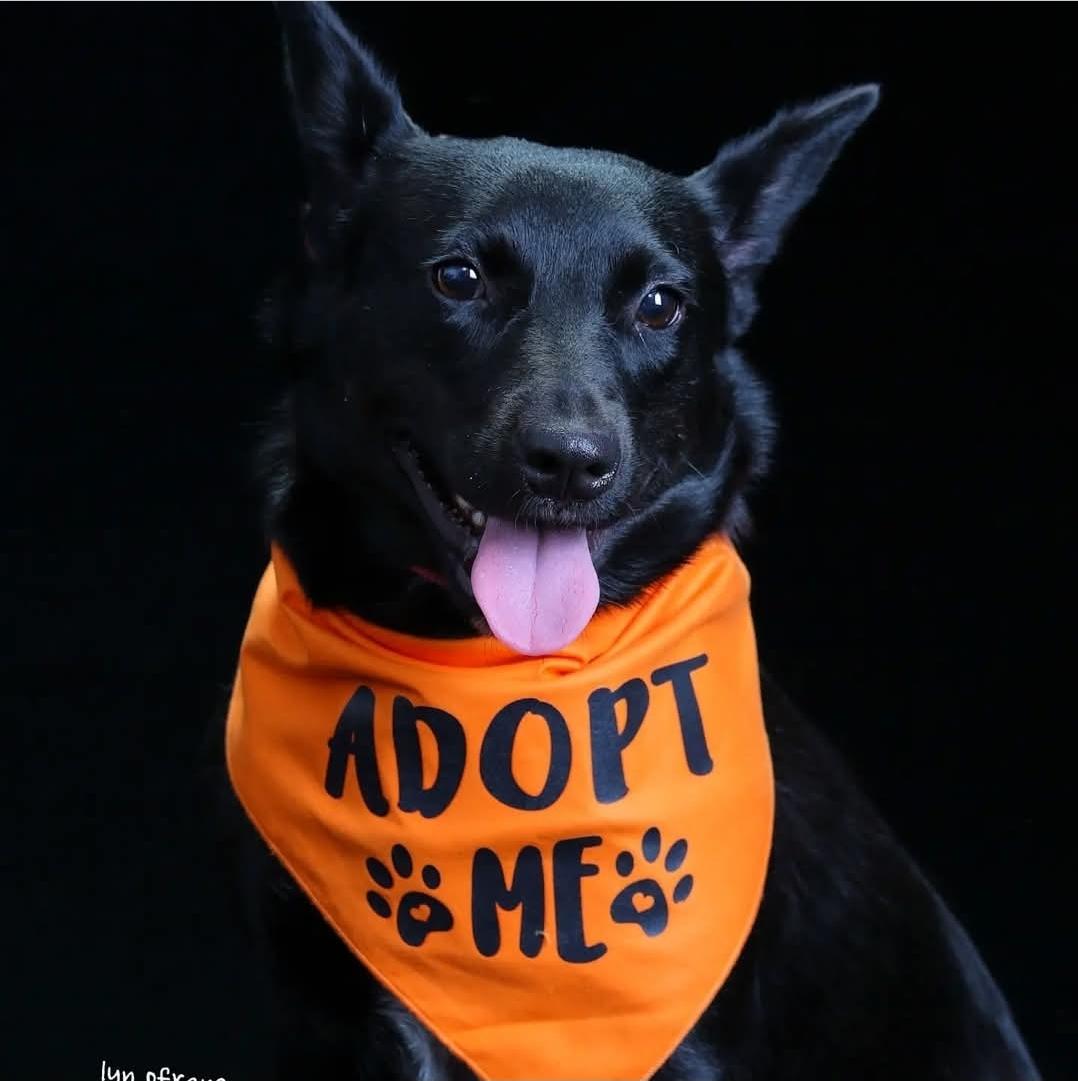 Enlarge Penny, a Adoptable mixed breed in Paramus, NJ image 2/6