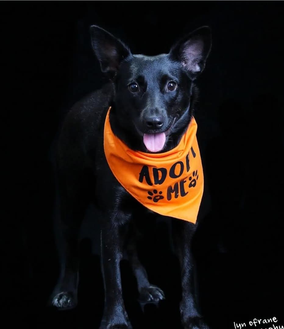 Enlarge Penny, a Adoptable mixed breed in Paramus, NJ image 5/6