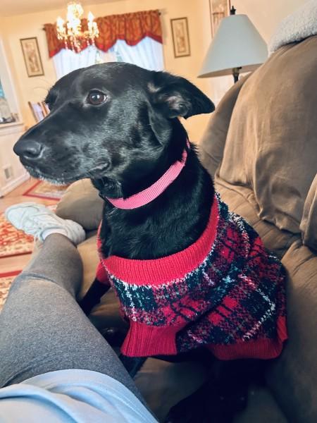 Enlarge Penny, a Adoptable mixed breed in Paramus, NJ image 1/6