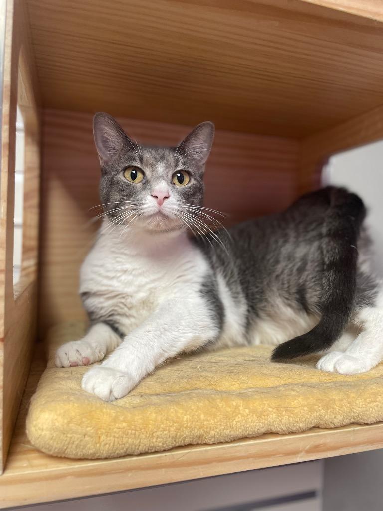 Stone, Adult Female Domestic Short Hair