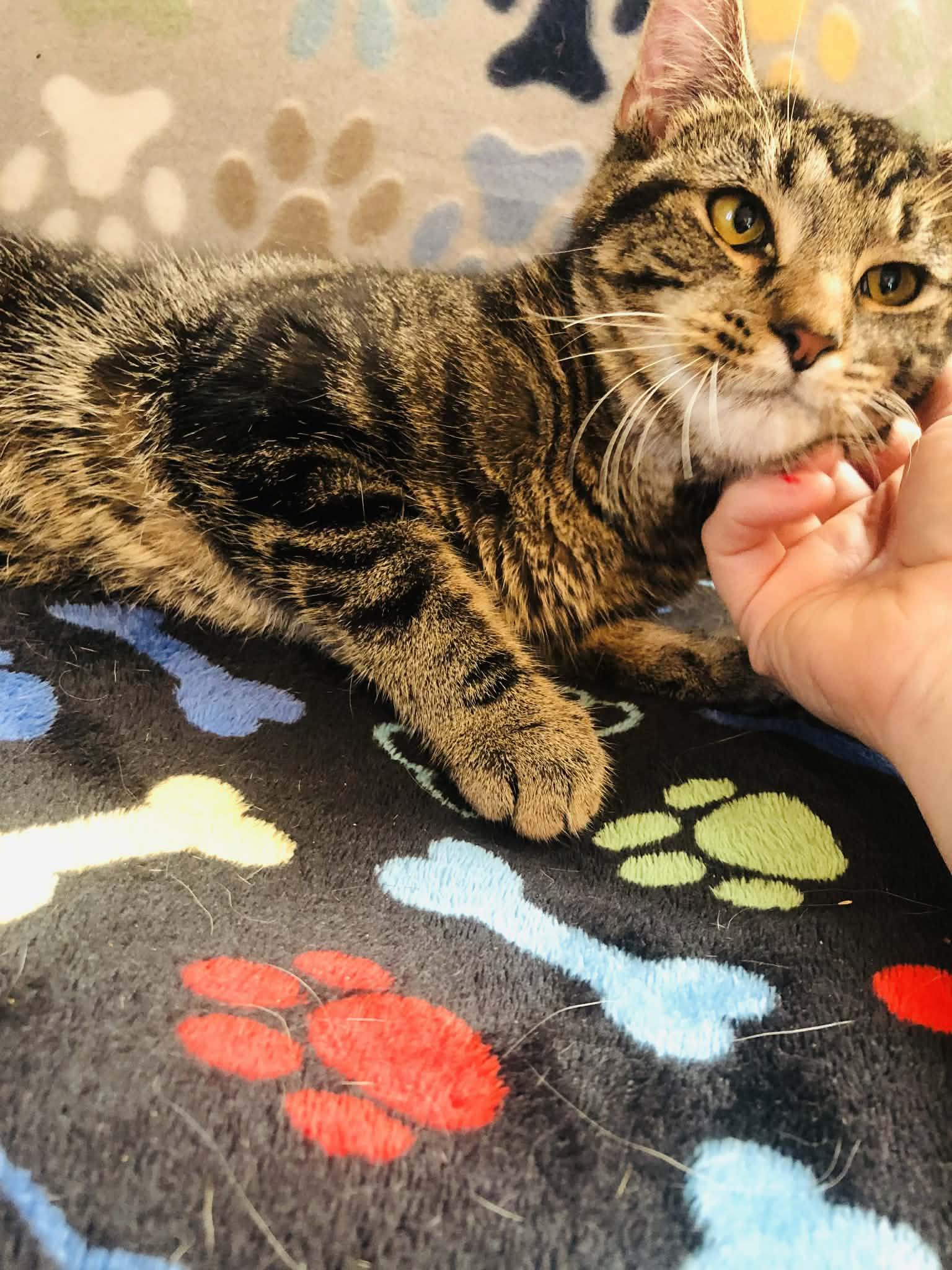 Snuggle, Adoptable, Young Female Domestic Short Hair.