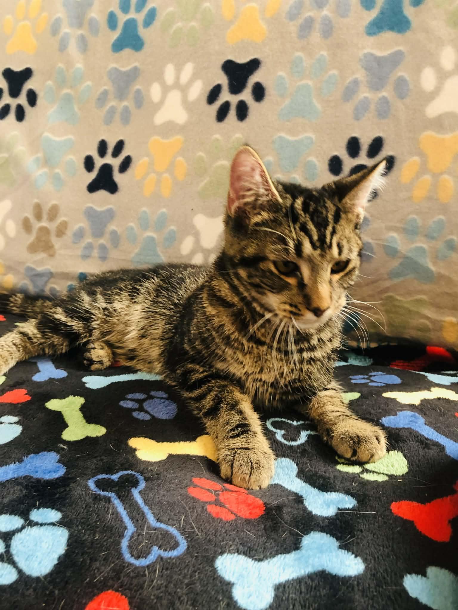 Enlarge Snuggle, a Adoptable Domestic Short Hair in Campton, KY image 3/6