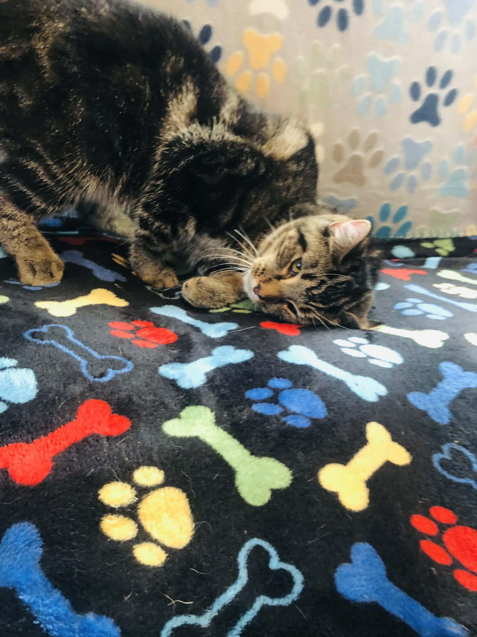 Enlarge Snuggle, a Adoptable Domestic Short Hair in Campton, KY image 4/6