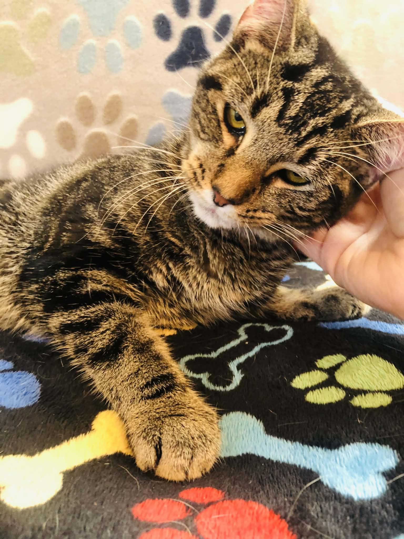 Enlarge Snuggle, a Adoptable Domestic Short Hair in Campton, KY image 5/6