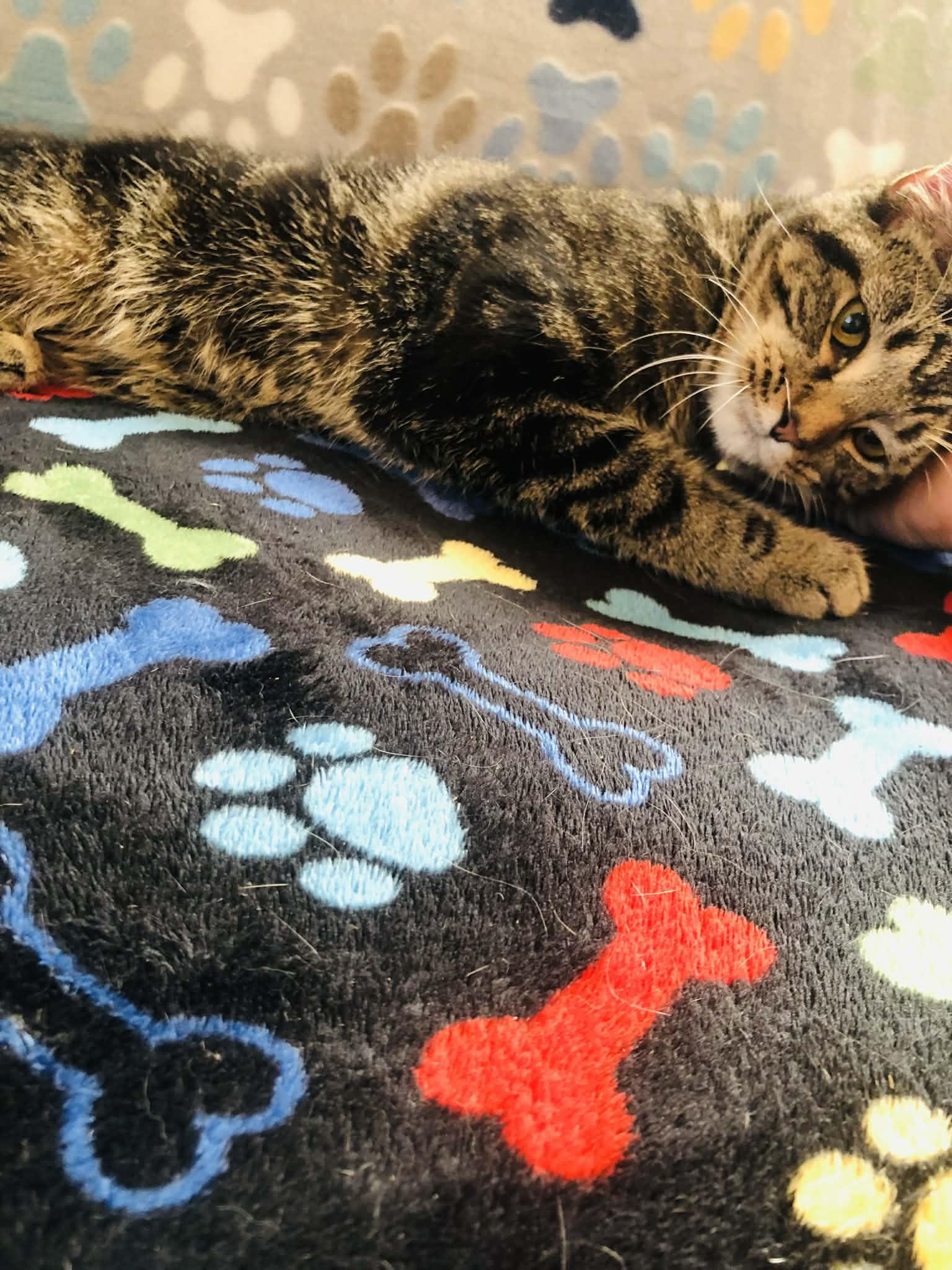 Enlarge Snuggle, a Adoptable Domestic Short Hair in Campton, KY image 6/6