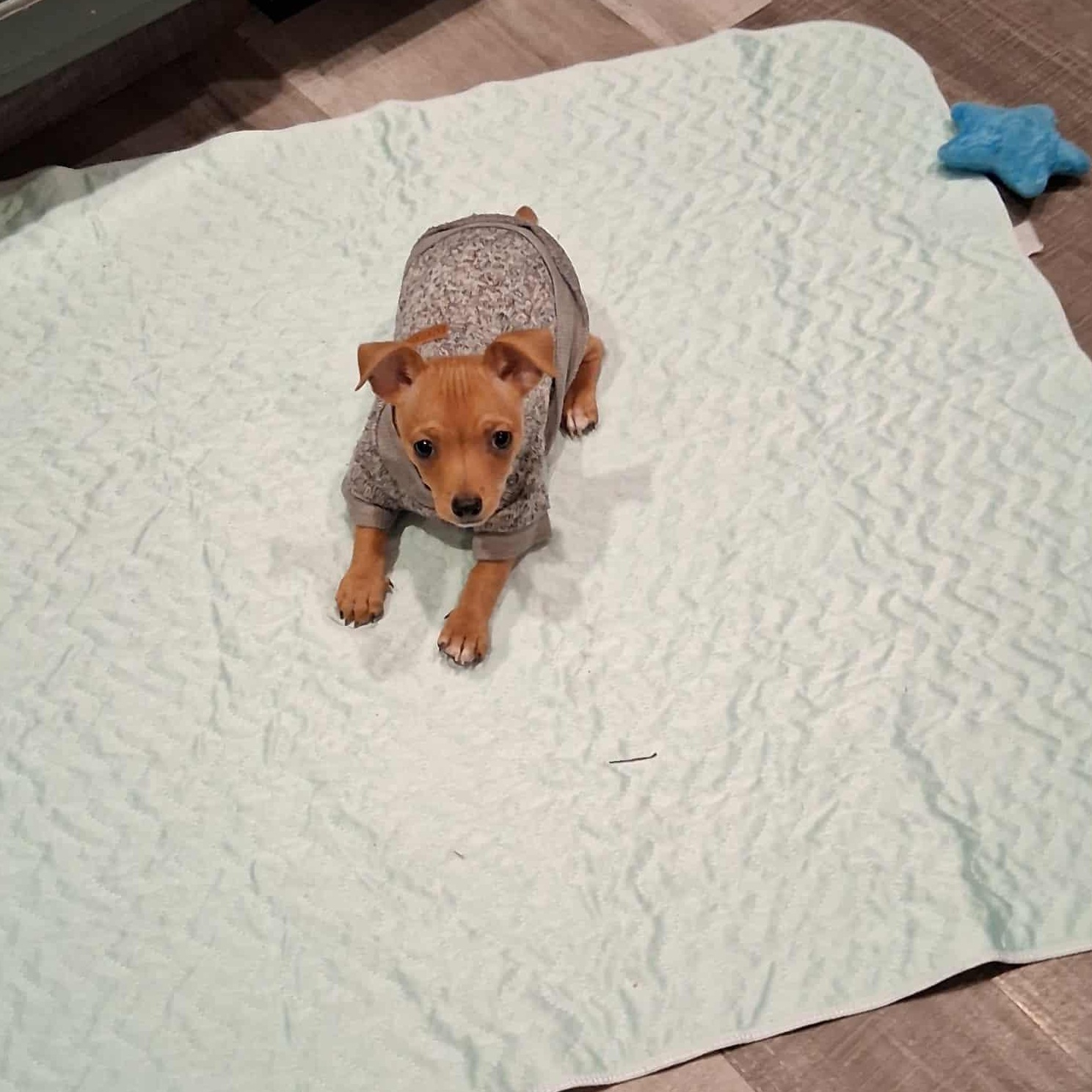 Bambam, Adoptable, Puppy Male Chihuahua.