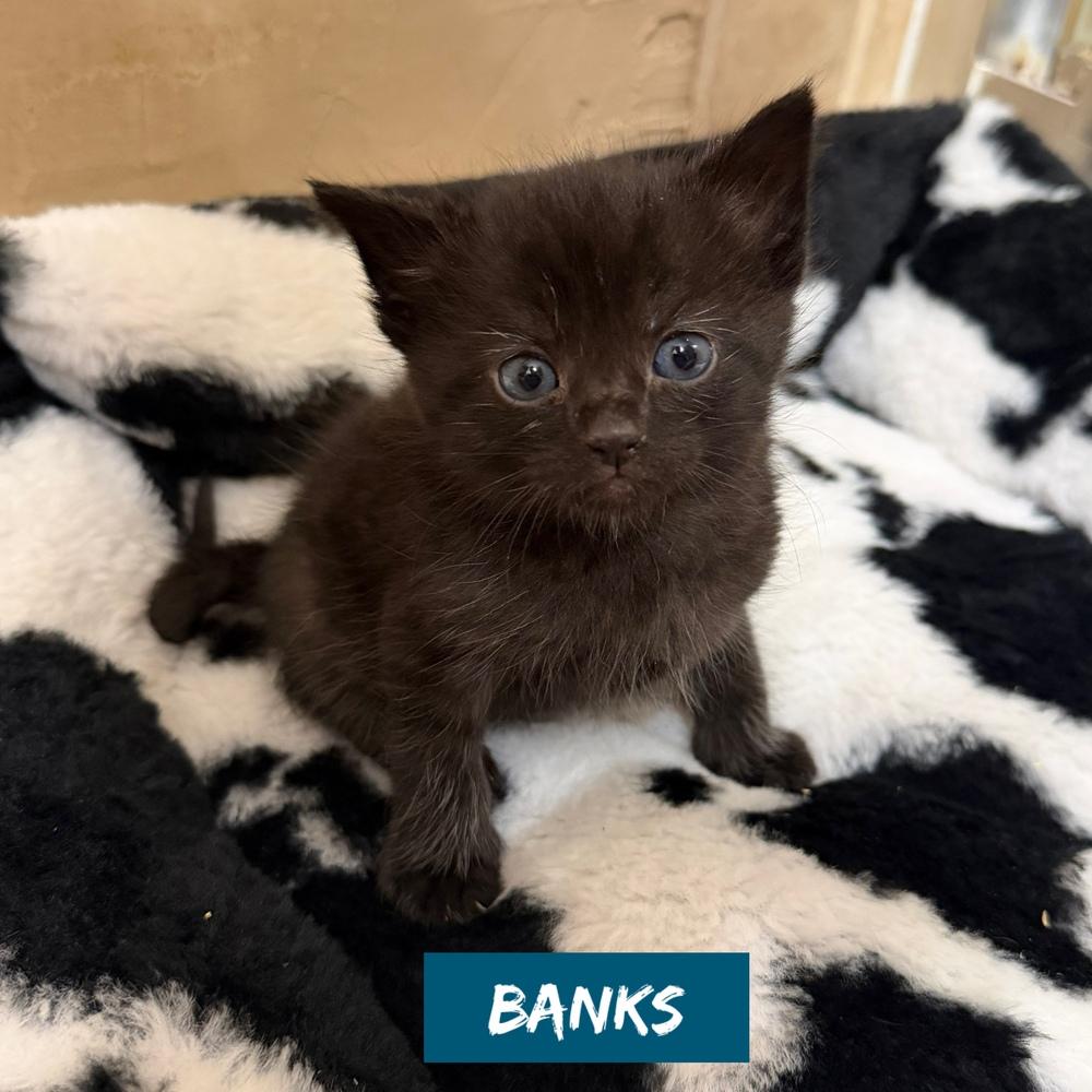 Enlarge Nautical kittys  : Banks, a Adopted Domestic Short Hair in Aurora, IN image 1/1