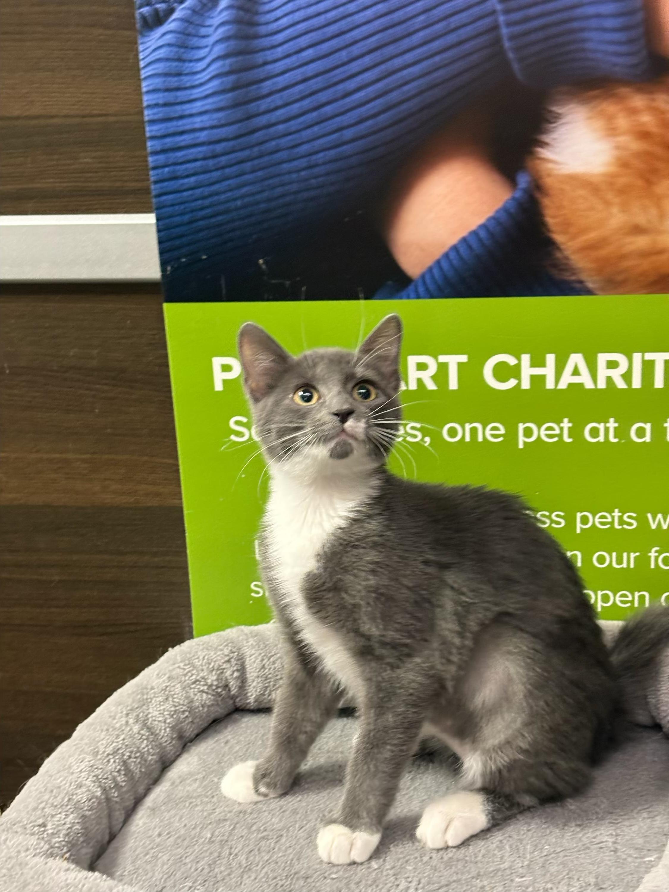 Nova - Kuykendahl Petsmart