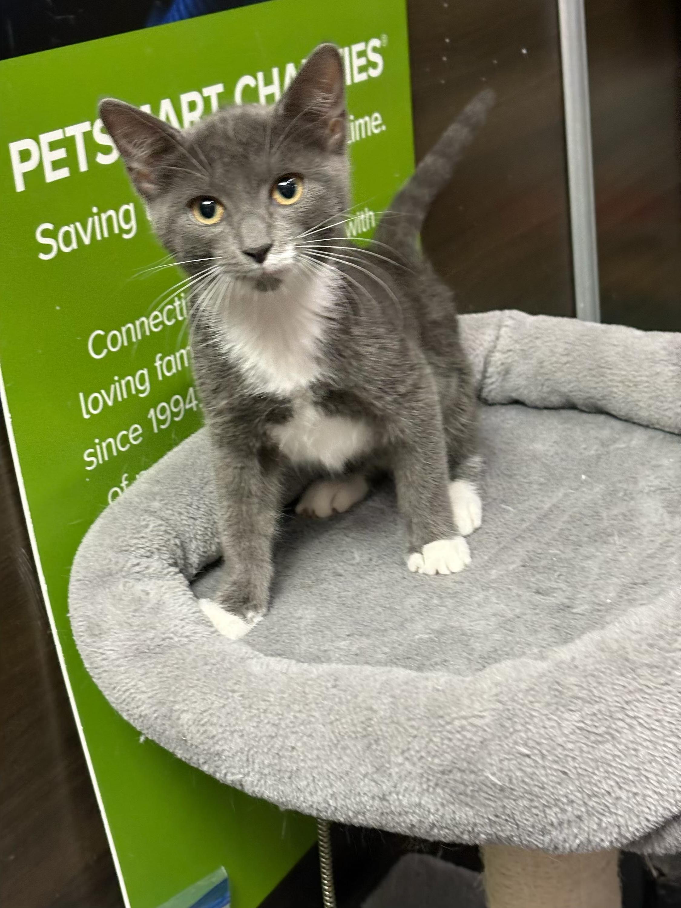 Nova - Kuykendahl Petsmart