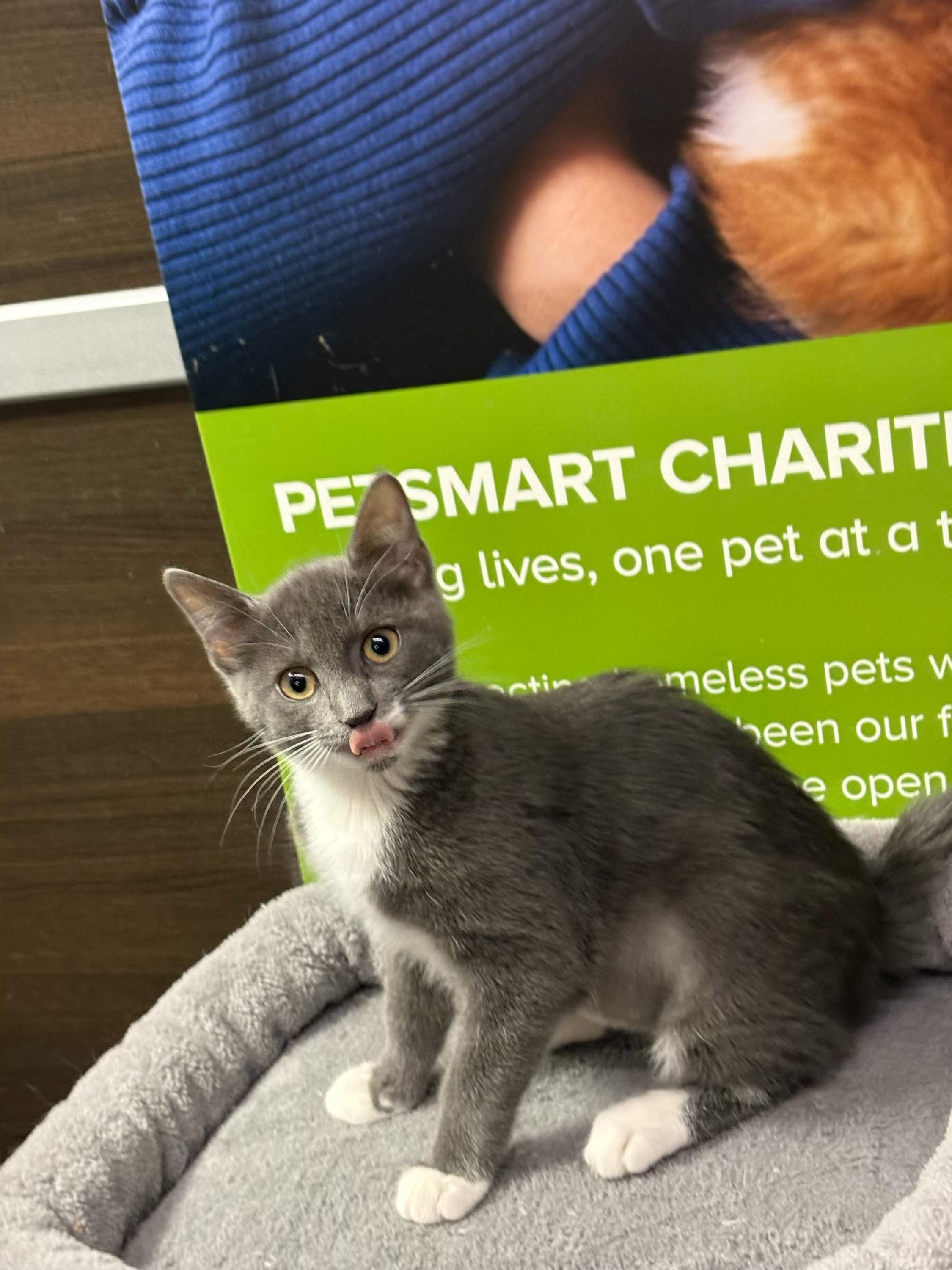 Nova - Kuykendahl Petsmart