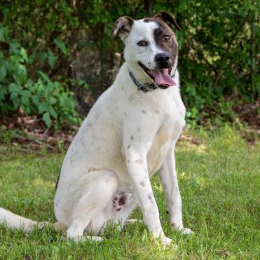 Bandit, Adoptable, Adult Male Australian Cattle Dog / Blue Heeler & Mixed Breed.
