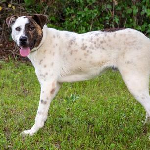 Enlarge Bandit, a Adoptable mixed breed in Tyler, TX image 2/4