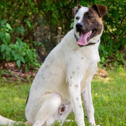Enlarge Bandit, a Adoptable mixed breed in Tyler, TX image 3/4