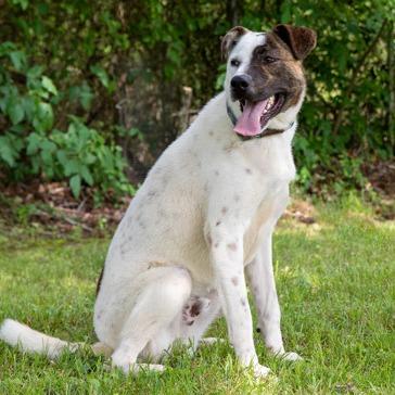 Enlarge Bandit, a Adoptable mixed breed in Tyler, TX image 4/4