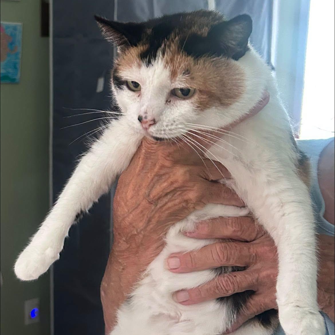 Enlarge Cleo, a ADOPTABLE Calico in Cumberland , VA image 1/1