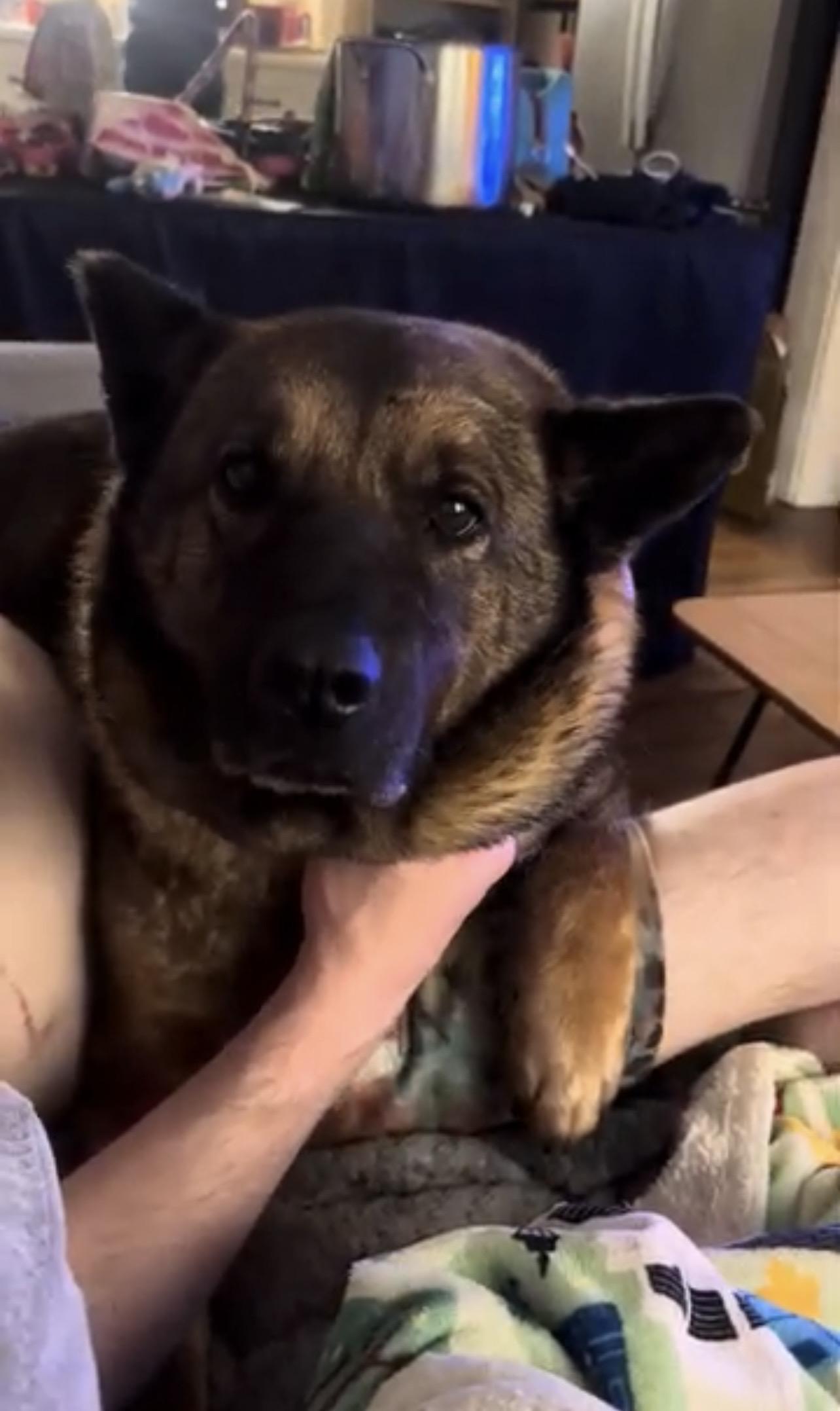 Enlarge Ladybug, a ADOPTABLE Akita in Chicago, IL image 3/4